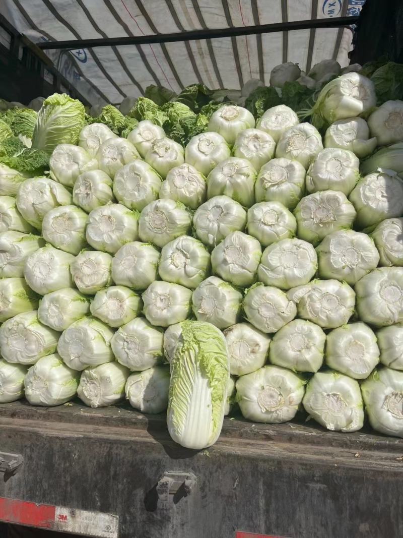 精品黄心白菜河北大白菜黄心白菜货源充足代收代发
