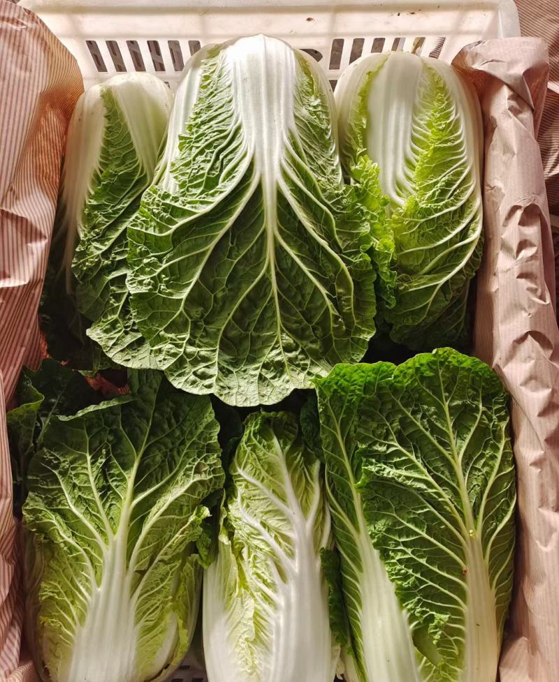 精品黄心白菜河北大白菜黄心白菜货源充足代收代发