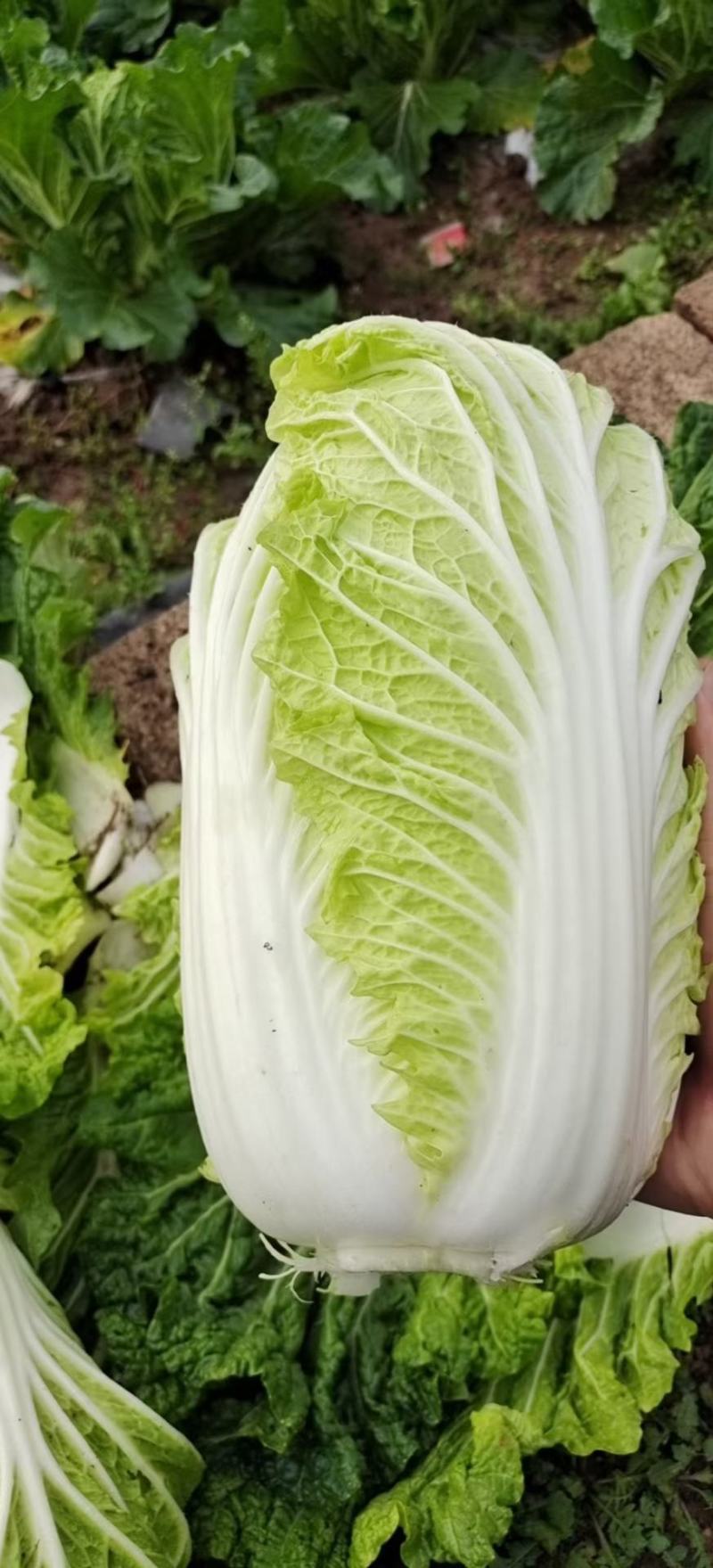 精品黄心白菜河北大白菜黄心白菜货源充足代收代发