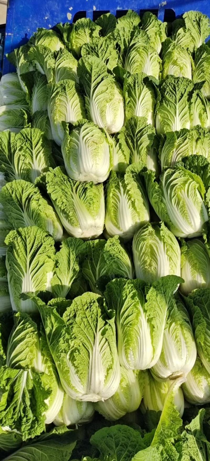 精品黄心白菜河北大白菜黄心白菜货源充足代收代发
