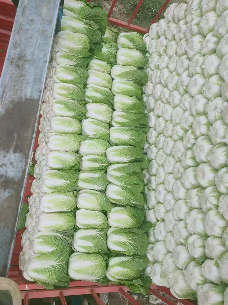 精品黄心白菜河北大白菜黄心白菜货源充足代收代发