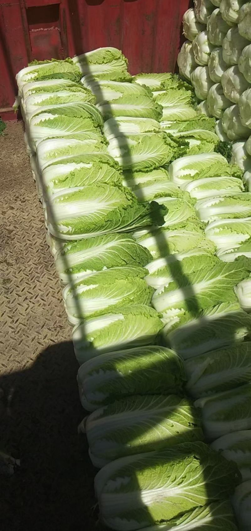 精品黄心白菜河北大白菜黄心白菜货源充足代收代发