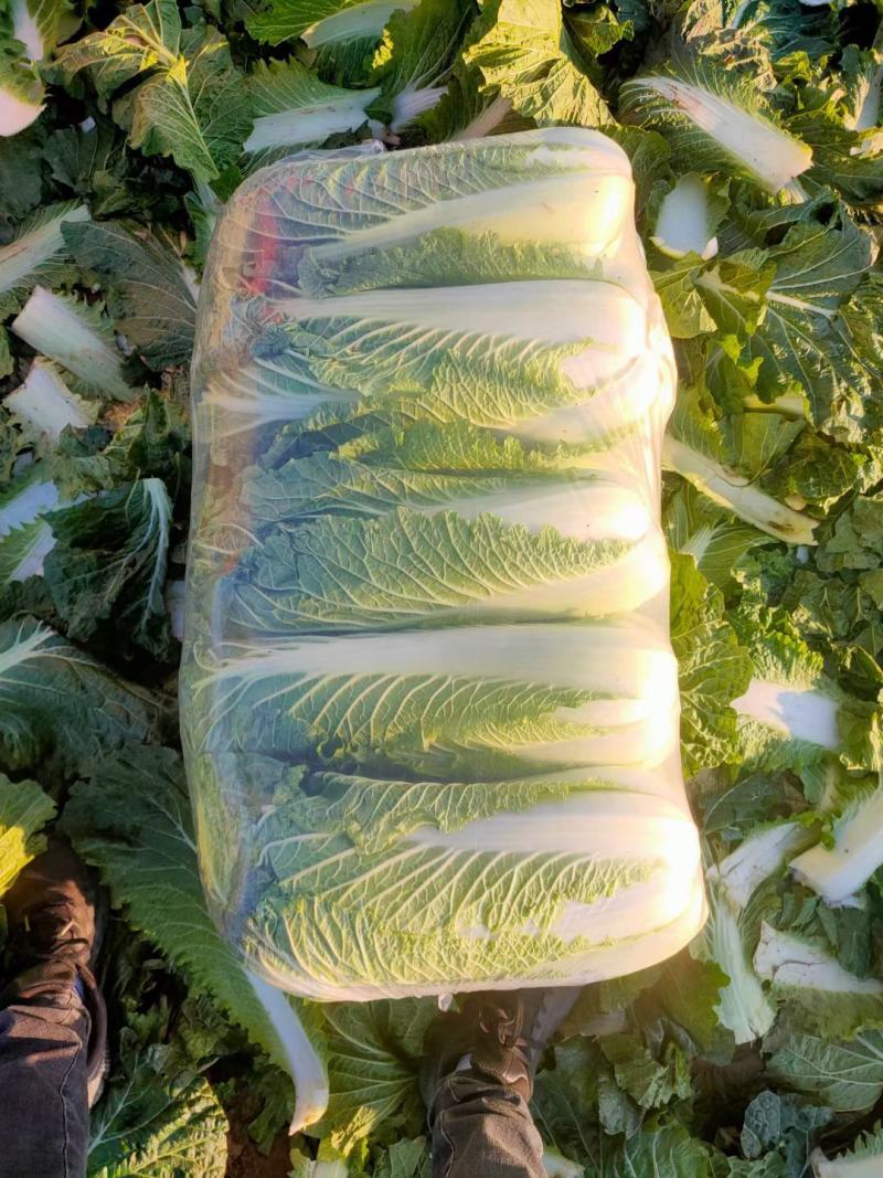 精品黄心白菜河北大白菜黄心白菜货源充足代收代发