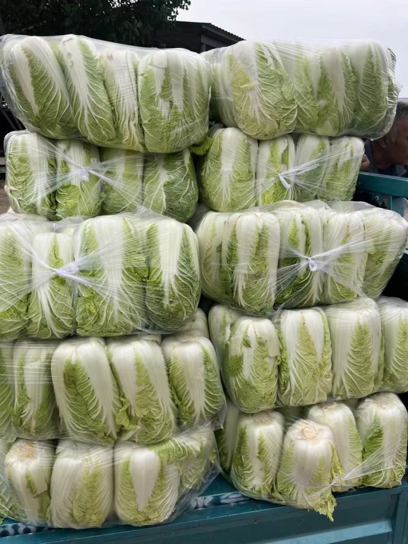 精品黄心白菜河北大白菜黄心白菜货源充足代收代发