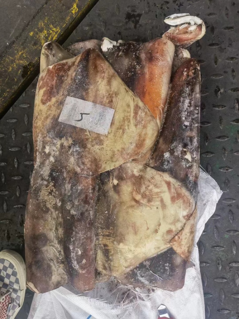 秘录鱿鱼大鱿鱼秘录酮体秘录鱿鱼大秘录鱿鱼丝