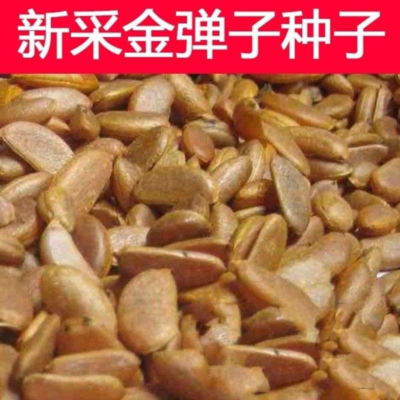 金弹子种子鸡血老鸦柿种子葫芦梨型灯泡型种子珍贵盆栽植物树