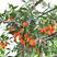 金弹子种子鸡血老鸦柿种子葫芦梨型灯泡型种子珍贵盆栽植物树