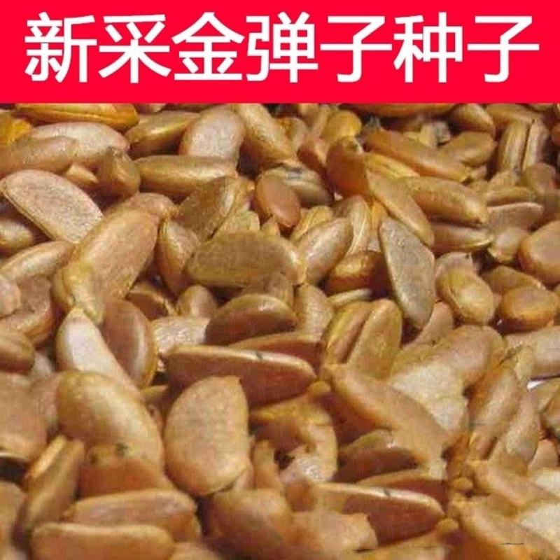金弹子种子鸡血老鸦柿种子葫芦梨型灯泡型种子珍贵盆栽植物树