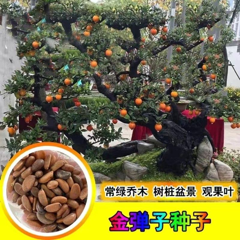 金弹子种子鸡血老鸦柿种子葫芦梨型灯泡型种子珍贵盆栽植物树