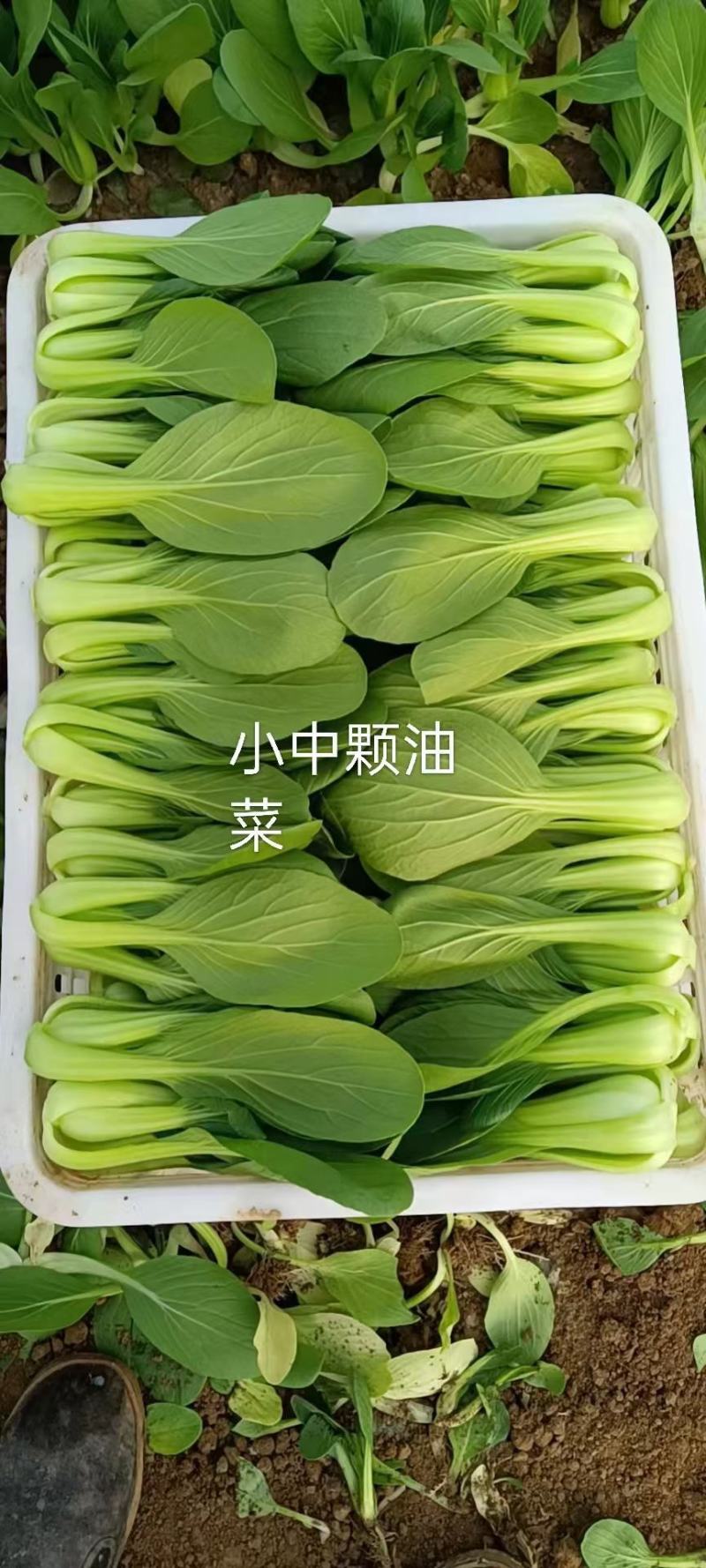 精品小油菜上海青小油菜代收代发全国规格齐全