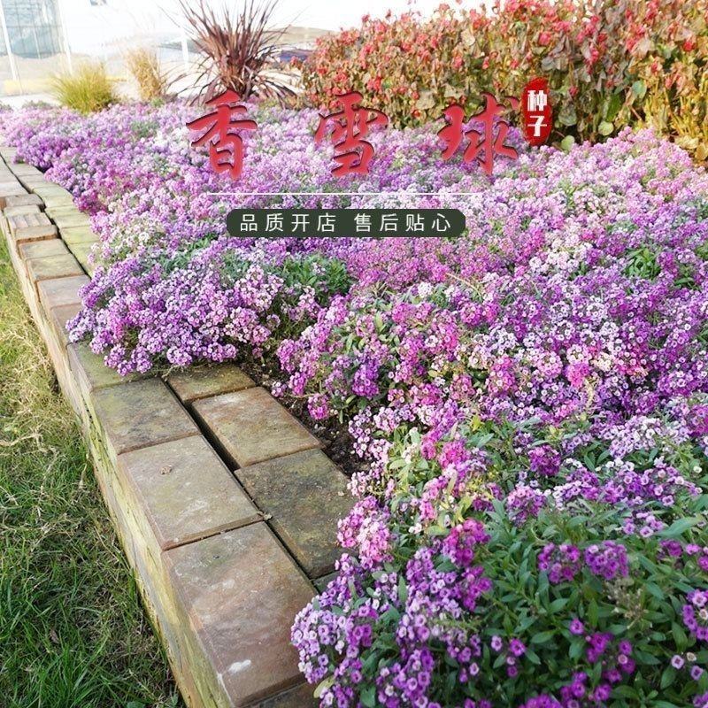 香雪球种子四季播种易种耐寒室内外阳台盆栽冬季易活花卉种子