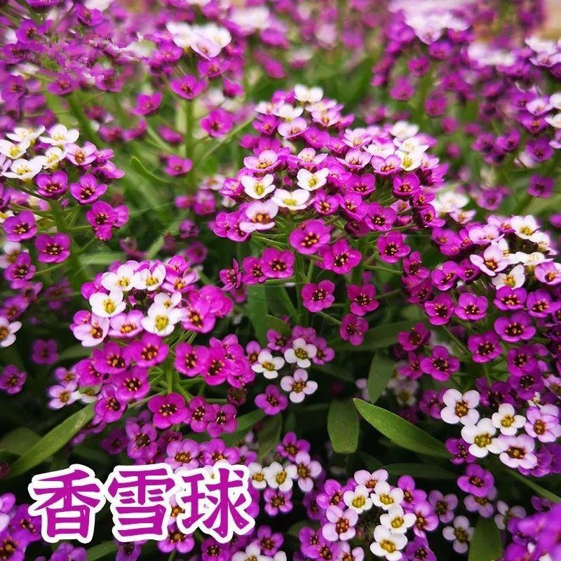 香雪球种子四季播种易种耐寒室内外阳台盆栽冬季易活花卉种子