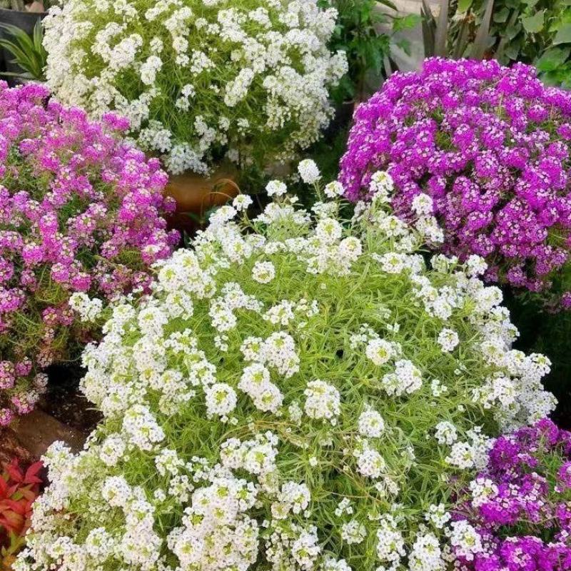 香雪球种子四季播种易种耐寒室内外阳台盆栽冬季易活花卉种子