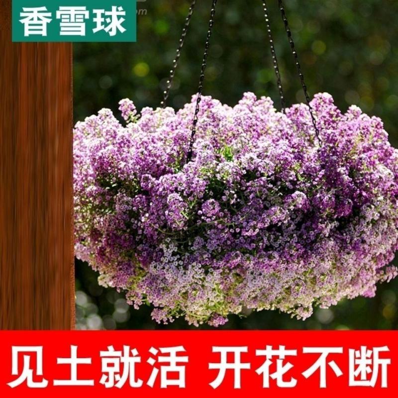 香雪球种子四季播种易种耐寒室内外阳台盆栽冬季易活花卉种子