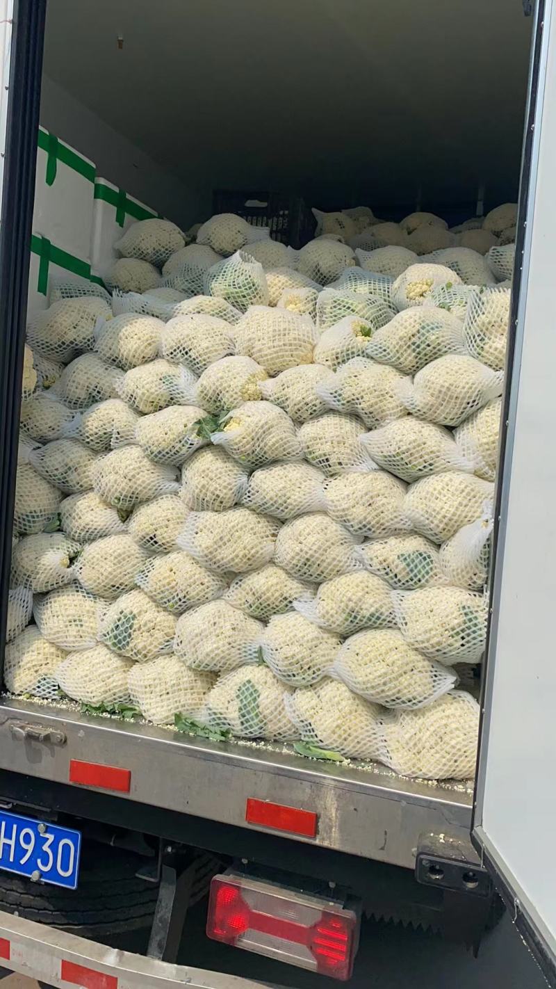 精品松花菜河北花菜白面青梗散花有机花菜代发全国