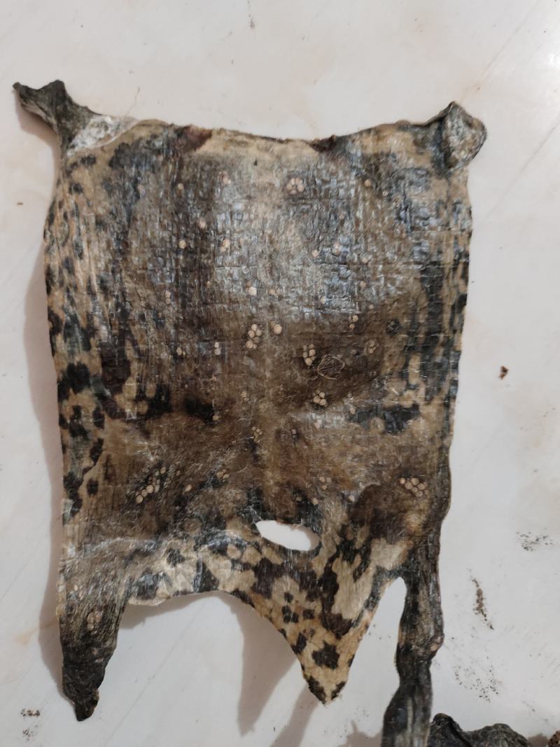 蟾皮中药材蟾衣一手货源欢迎采购下单量大从优