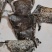 蟾皮中药材蟾衣一手货源欢迎采购下单量大从优