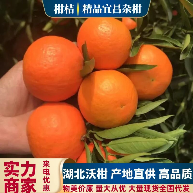 精选早熟沃柑湖北杂柑大量供应货源充足提供一条龙服务