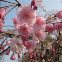 大叶早樱