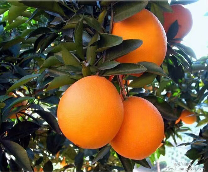 橙子🍊喝长江水长大的橙子🍊