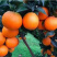 橙子🍊喝长江水长大的橙子🍊