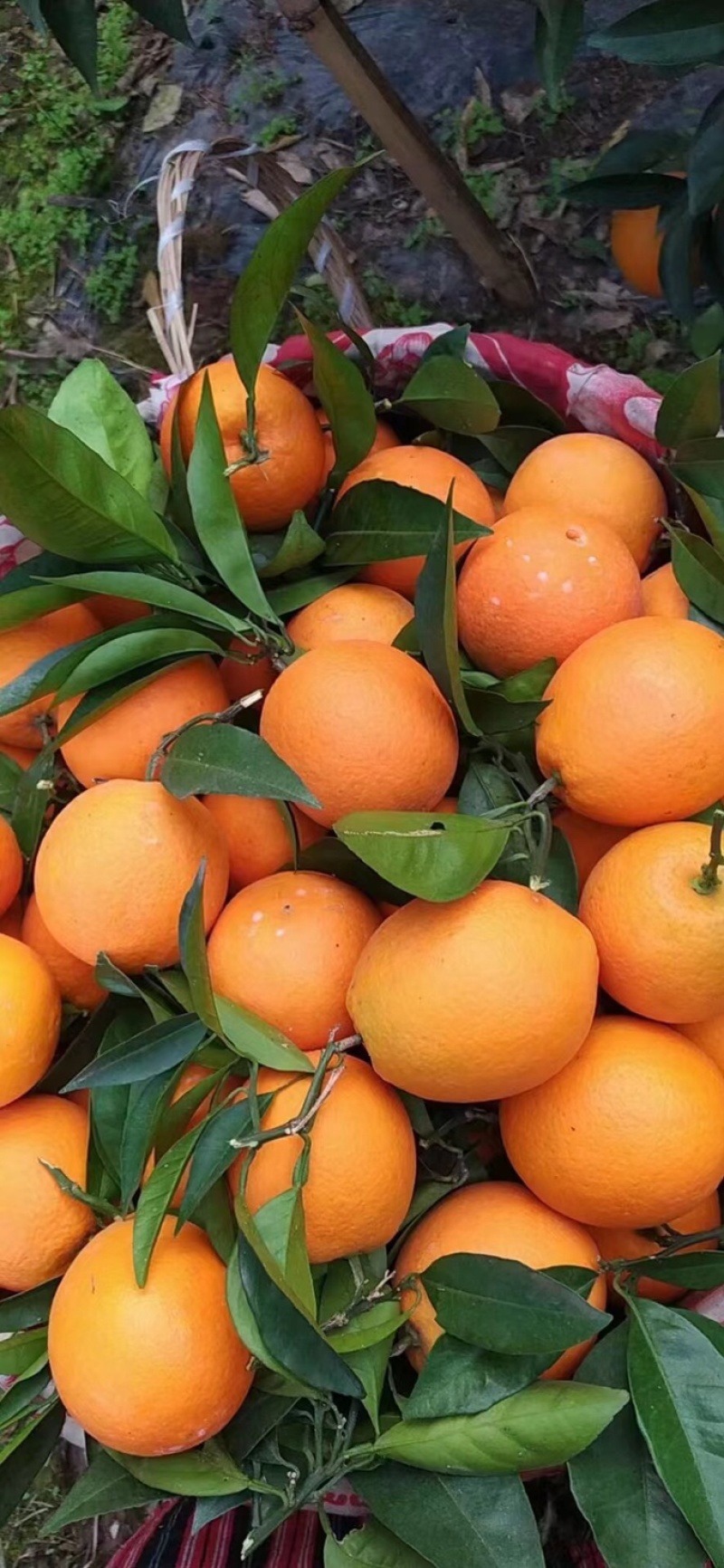 橙子🍊喝长江水长大的橙子🍊
