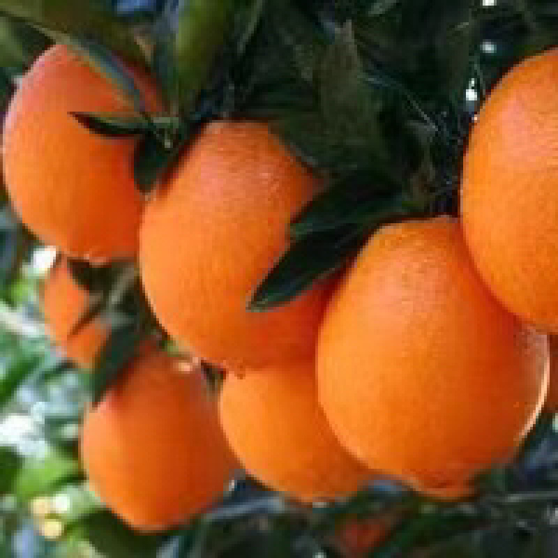 橙子🍊喝长江水长大的橙子🍊