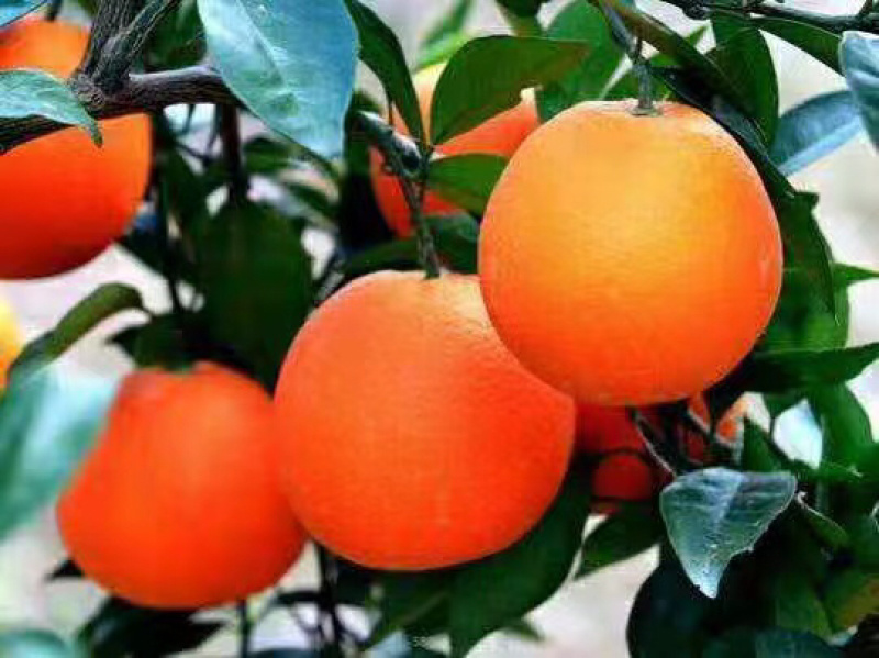 橙子🍊喝长江水长大的橙子🍊