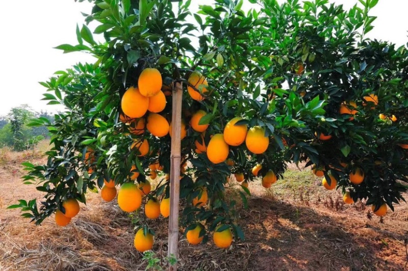 橙子🍊喝长江水长大的橙子🍊