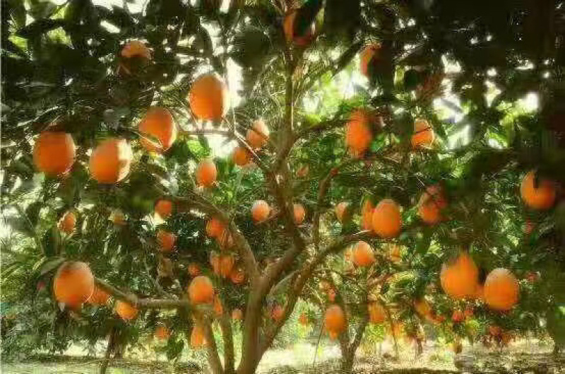 橙子🍊喝长江水长大的橙子🍊