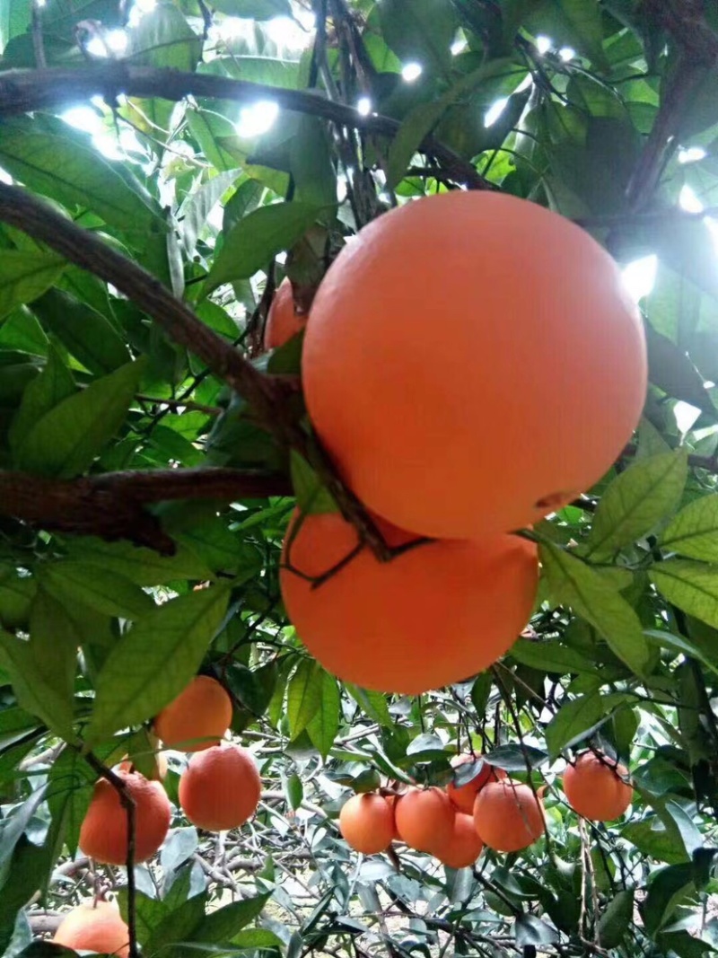 橙子🍊喝长江水长大的橙子🍊