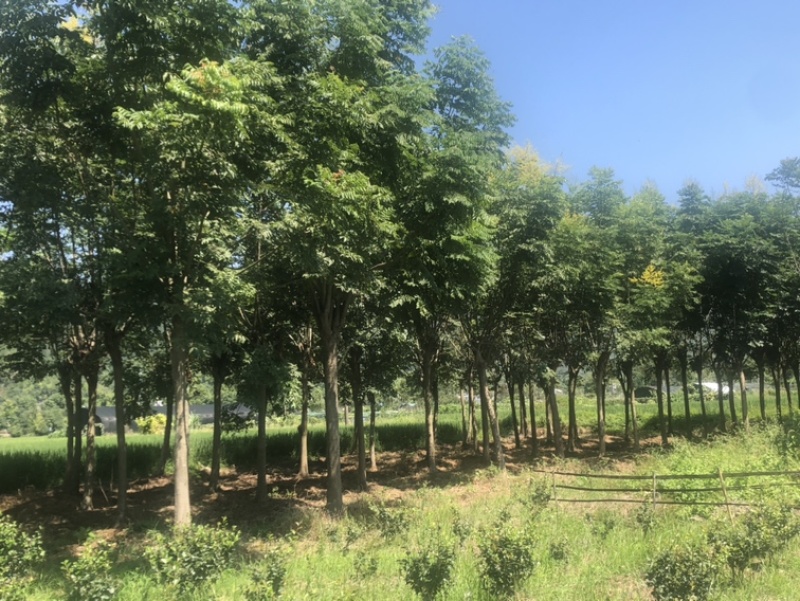 榉树栾树退林16、20公分100元一棵