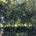 榉树栾树退林16、20公分100元一棵