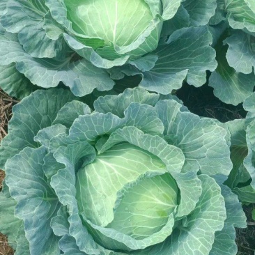【甘蓝】精品甘蓝广西甘蓝圆包菜产地直发货源充足