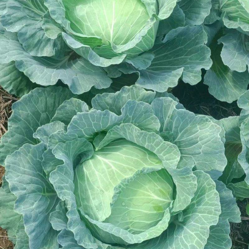 【甘蓝】精品甘蓝广西甘蓝圆包菜产地直发货源充足
