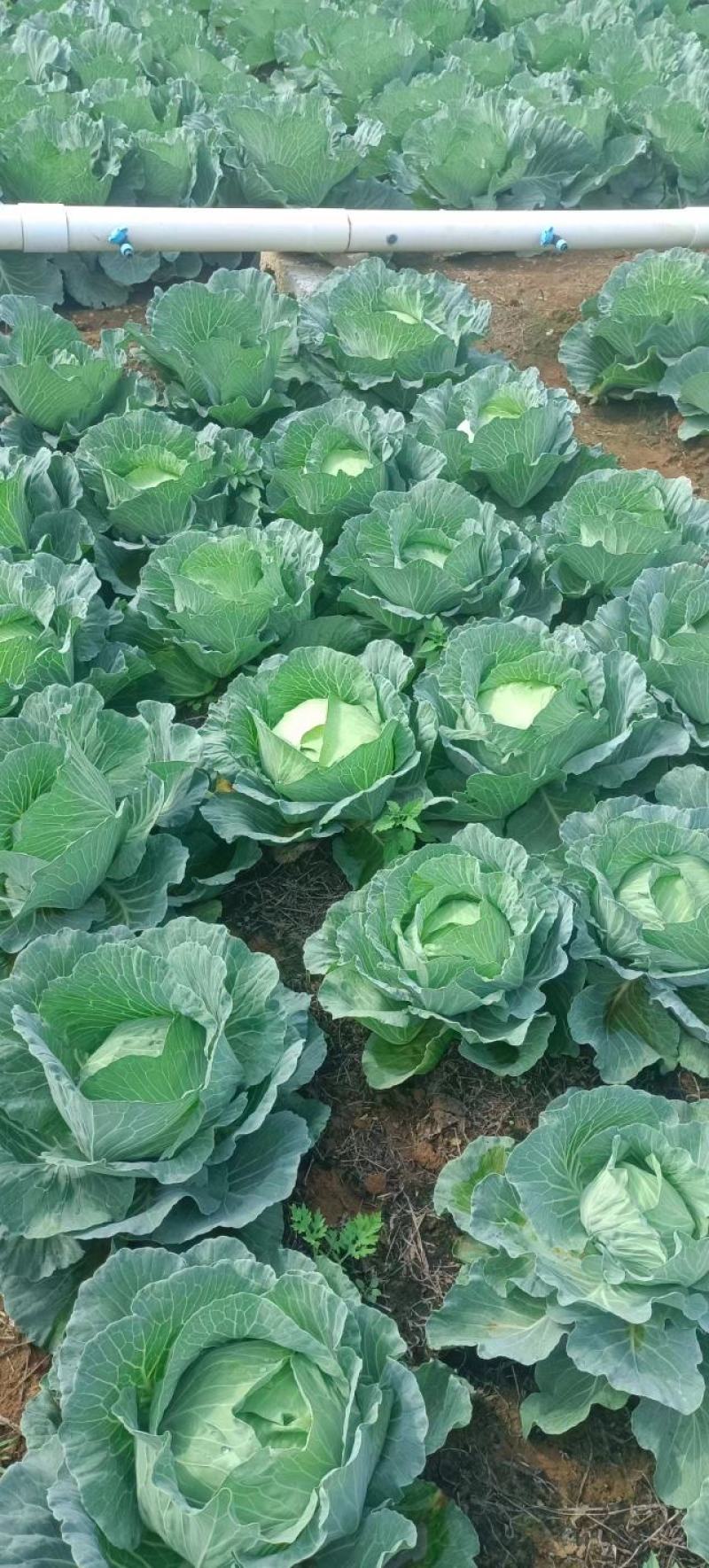 【甘蓝】精品甘蓝广西甘蓝圆包菜产地直发货源充足