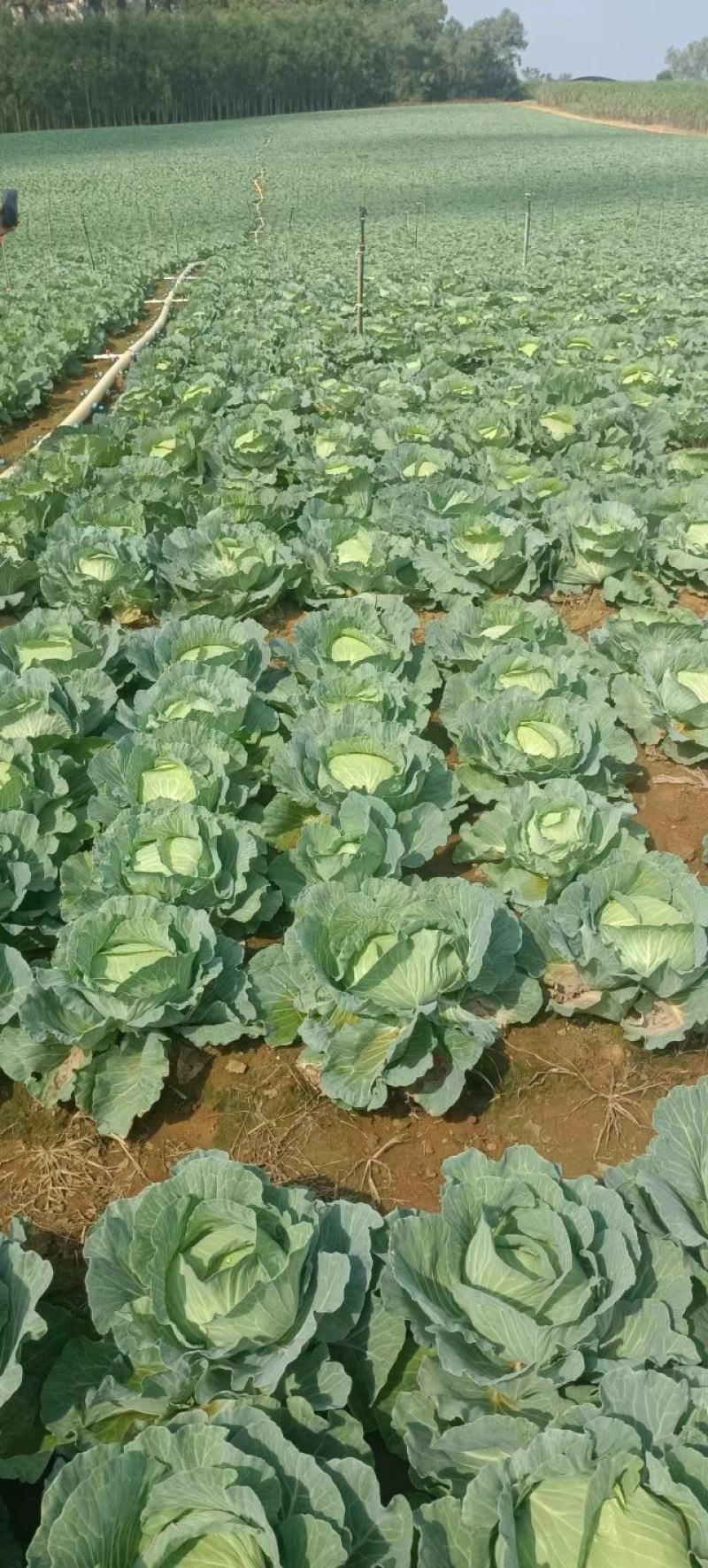 【甘蓝】精品甘蓝广西甘蓝圆包菜产地直发货源充足