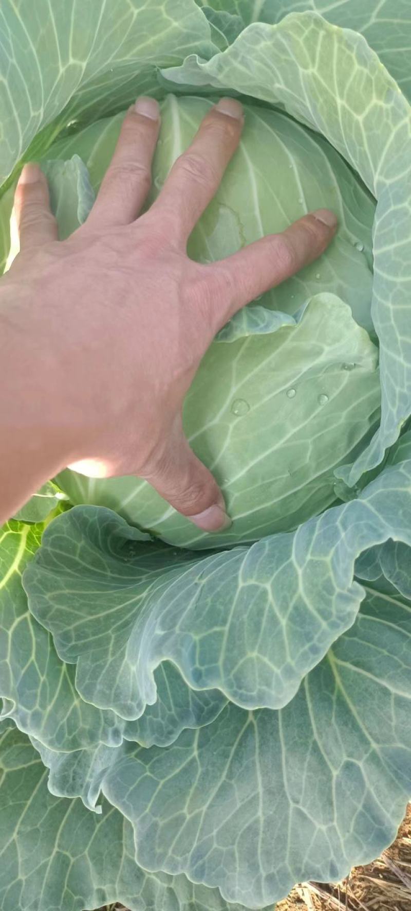 【甘蓝】精品甘蓝广西甘蓝圆包菜产地直发货源充足