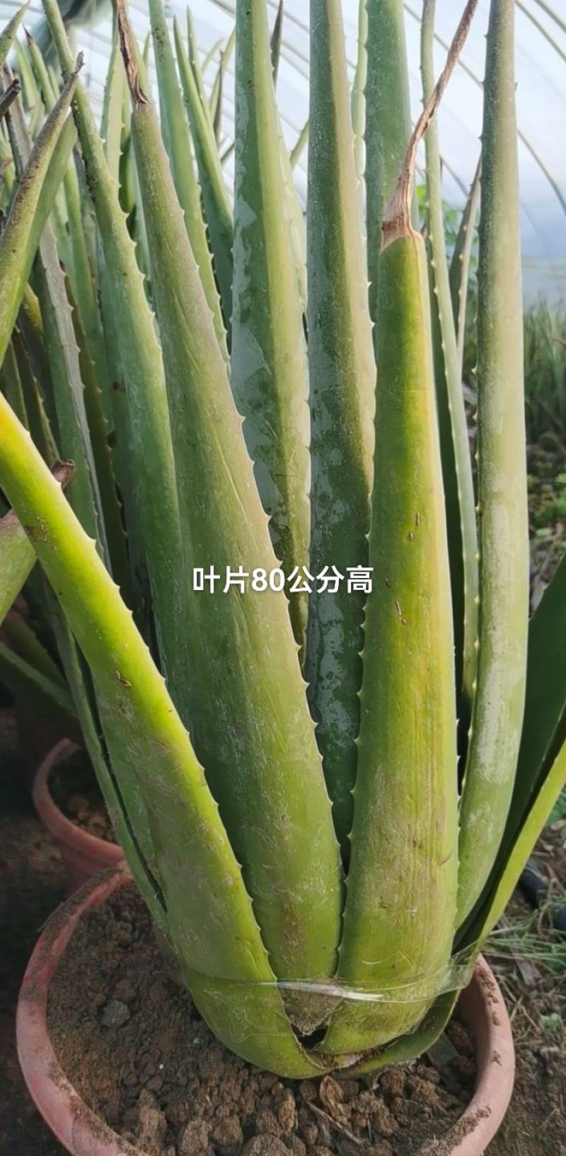 库拉索食用药用植物