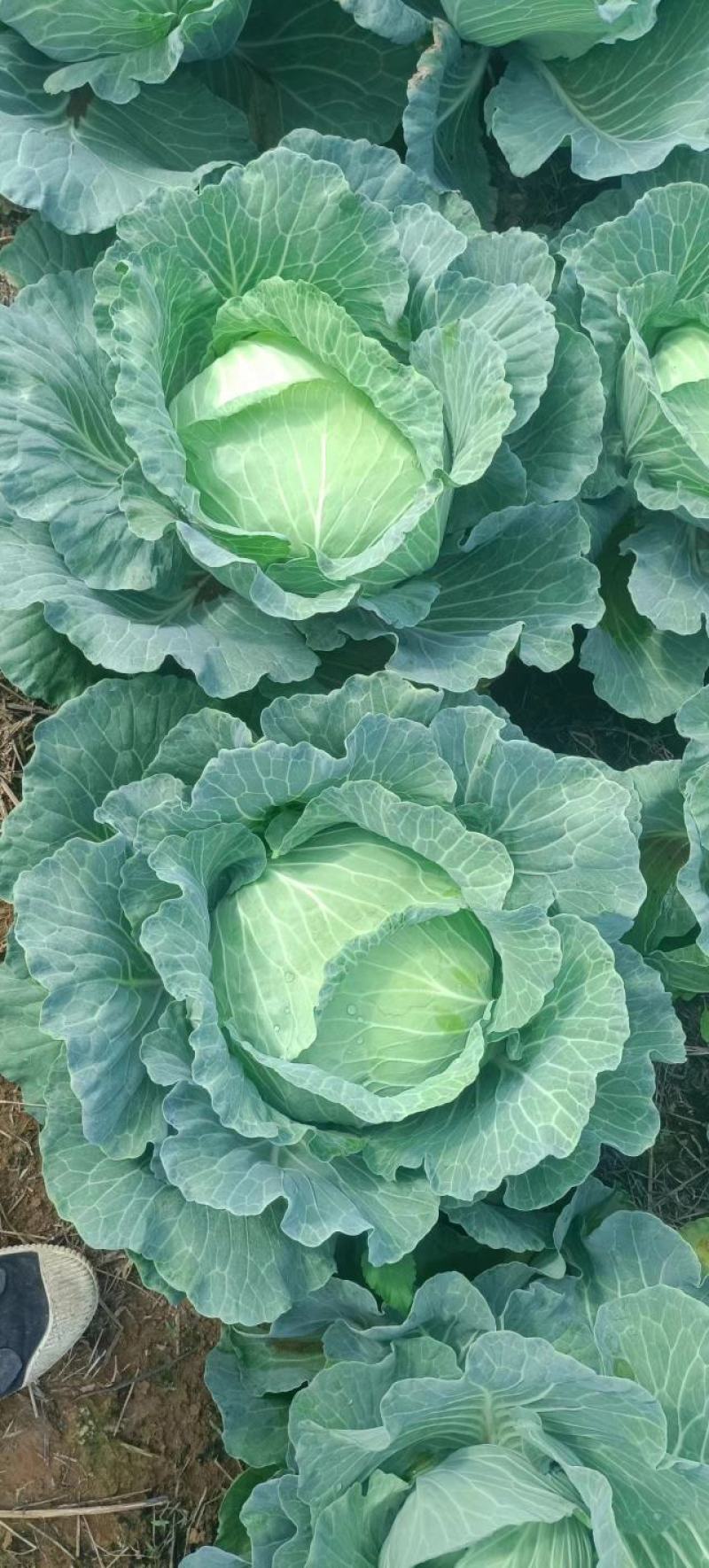 【甘蓝】精品甘蓝广西甘蓝圆包菜产地直发货源充足
