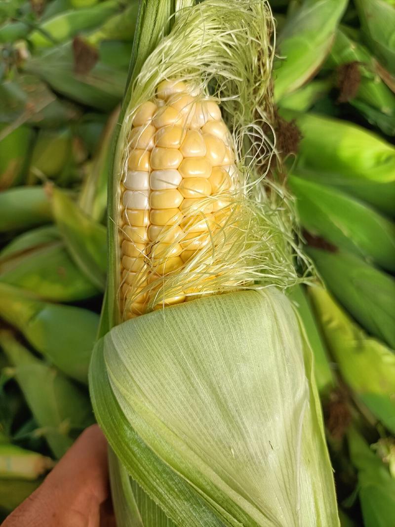 金银玉米双色水果玉米长期供电商超市社区团购市场