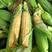 金银玉米双色水果玉米长期供电商超市社区团购市场