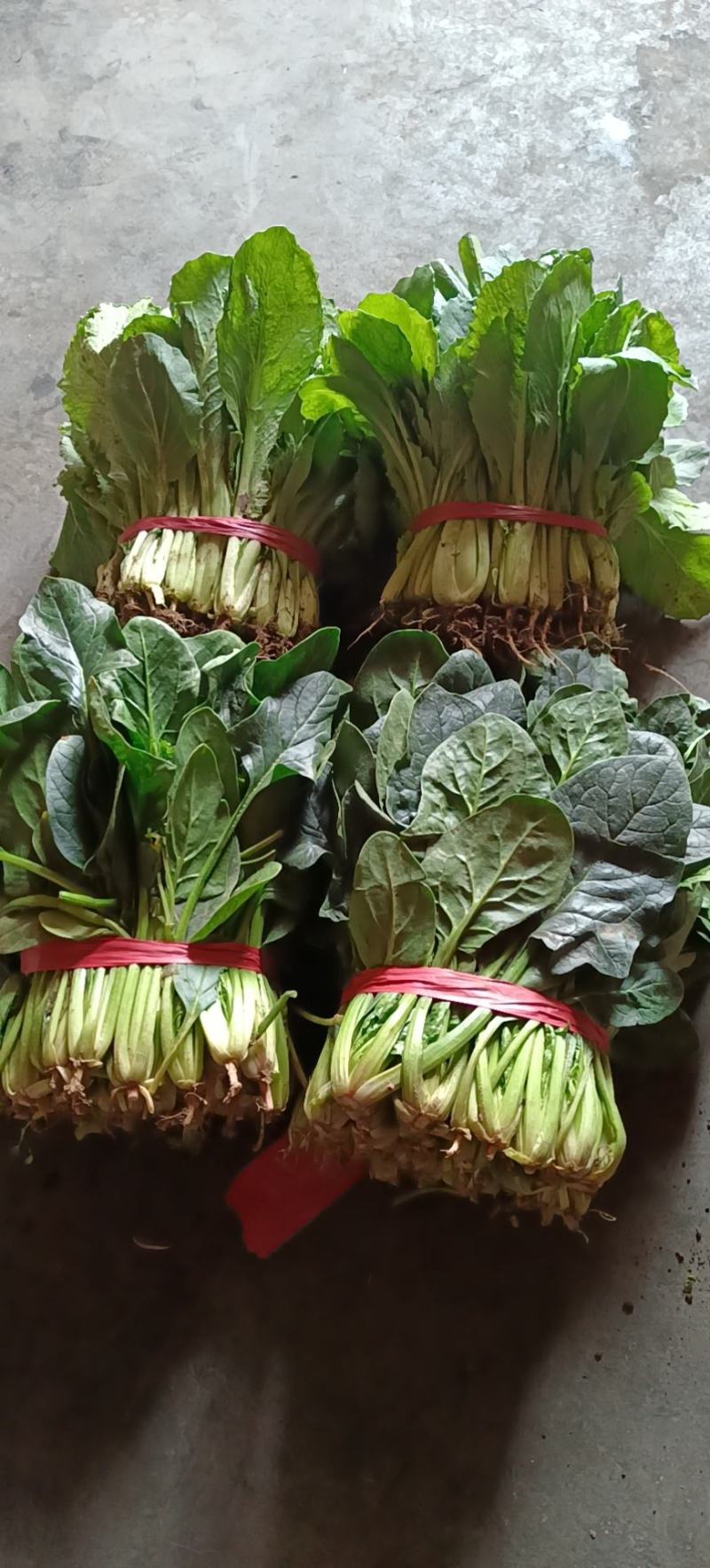 菠菜大量上市欢迎采购