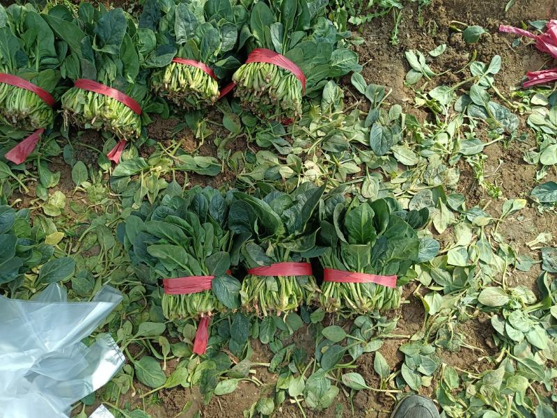 菠菜大量上市欢迎采购