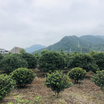 茶梅球二米桂花退林500/棵