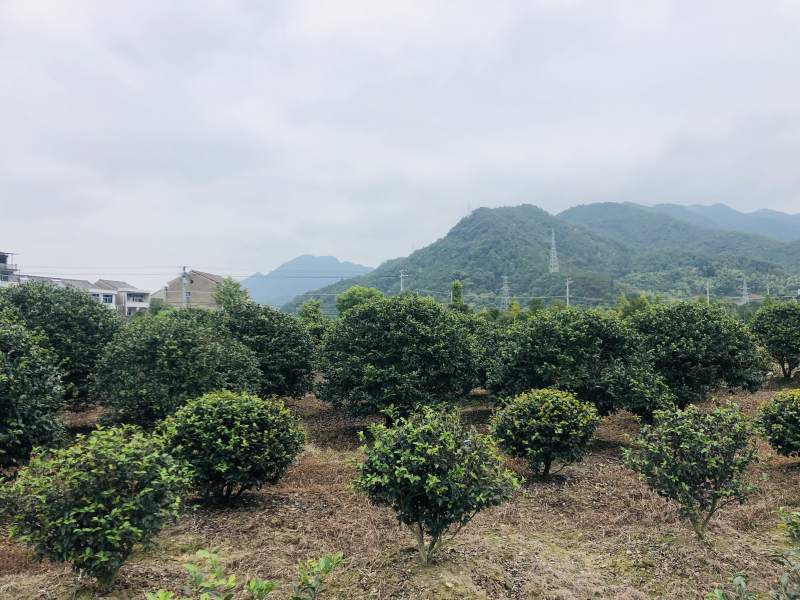 茶梅球二米桂花退林500/棵