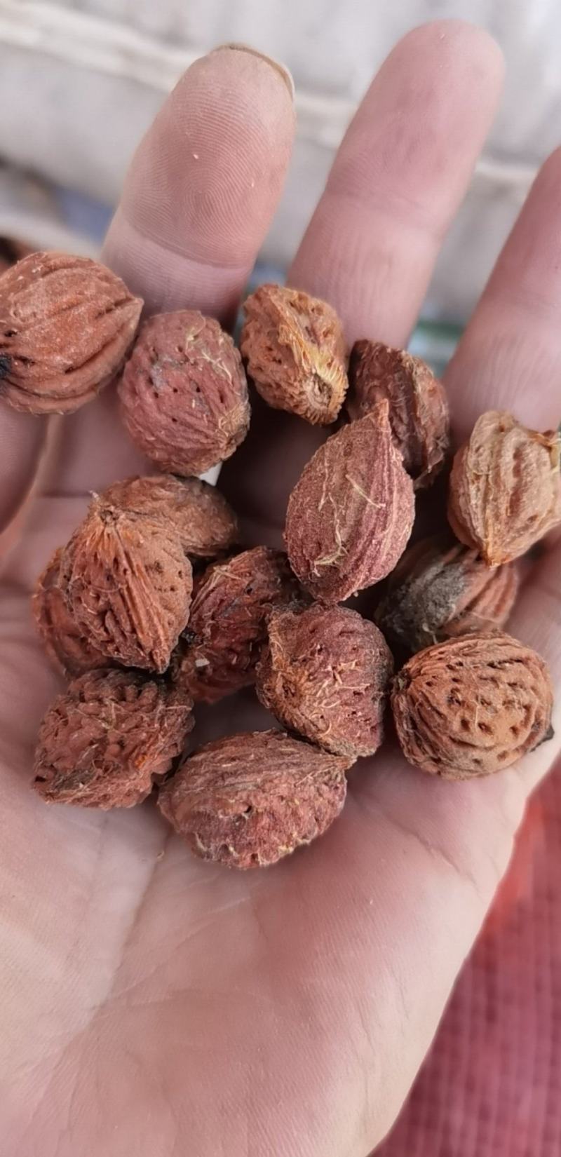 桃核，出仁率高，欢迎来电咨询.…………联系我时，说是在