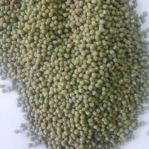 自营进口进口缅甸食品级绿豆，现货，可连续供货