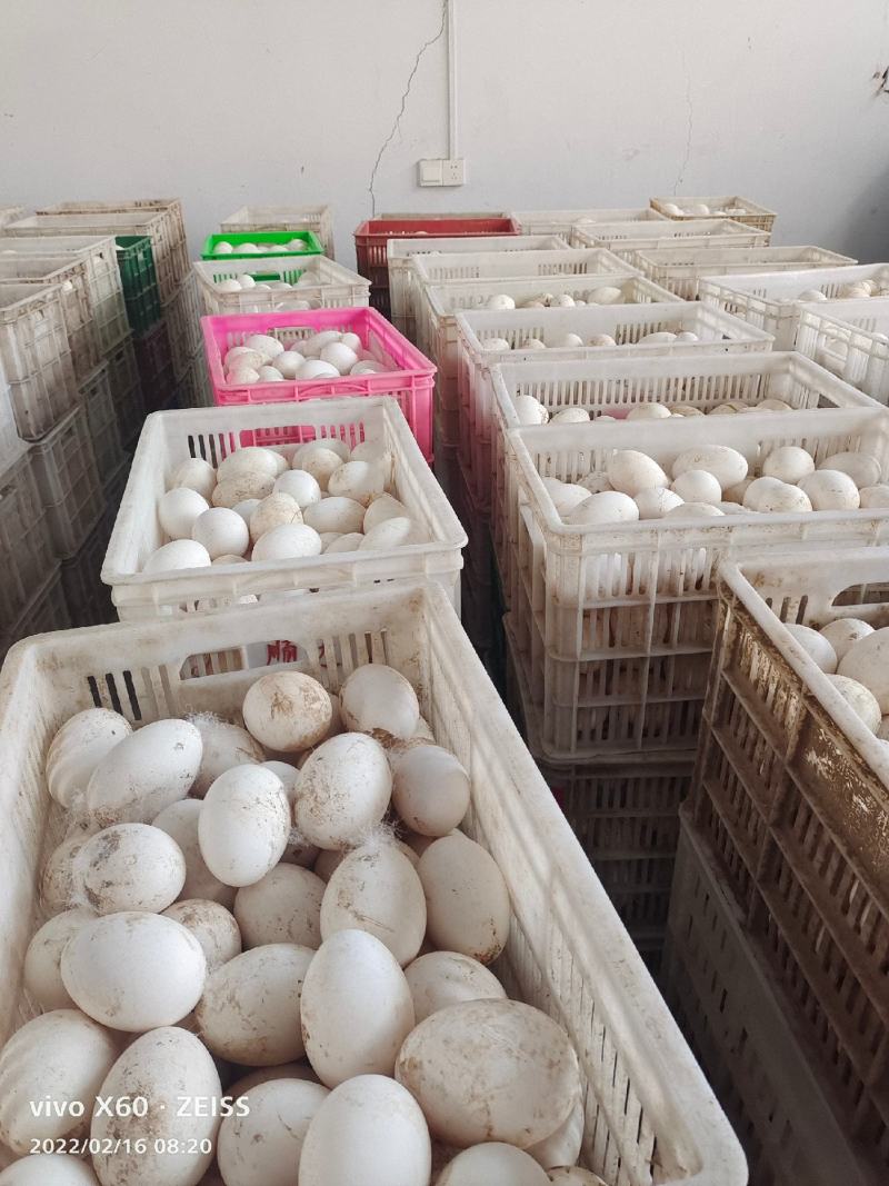 常年出售商品鹅蛋