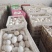 常年出售商品鹅蛋